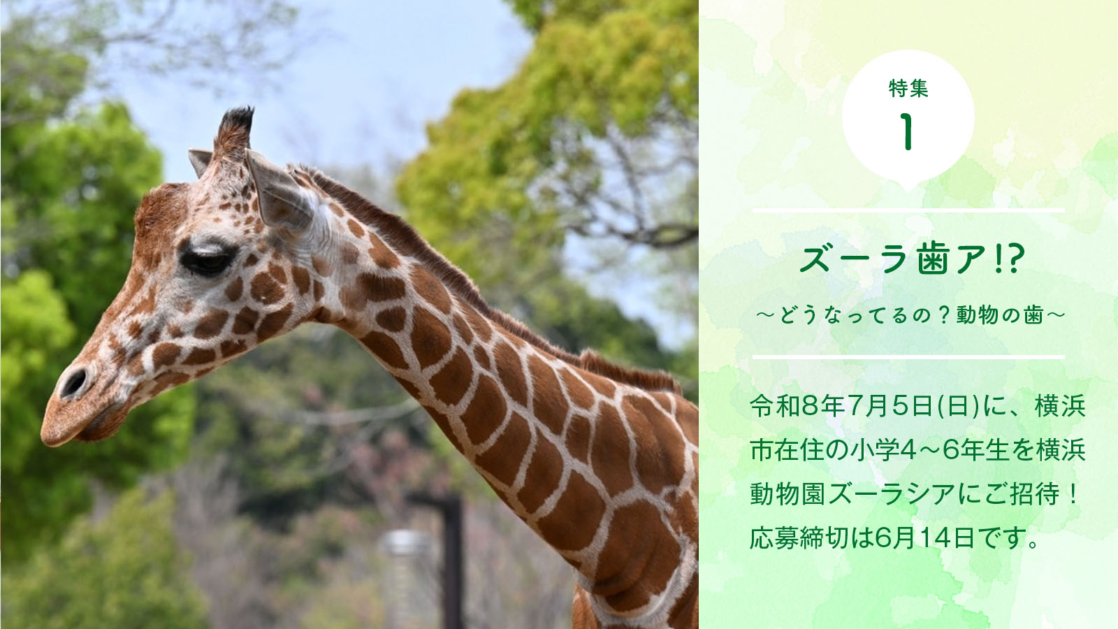 ズーラ歯ア!?〜どうなってるの？動物の歯〜