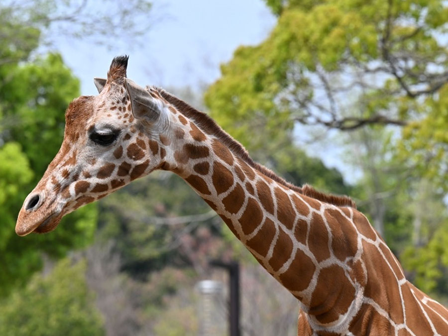 ズーラ歯ア!?〜どうなってるの？動物の歯〜